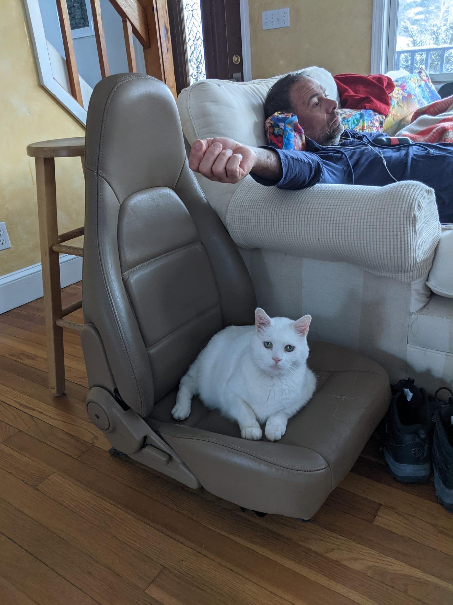 Cat passenger